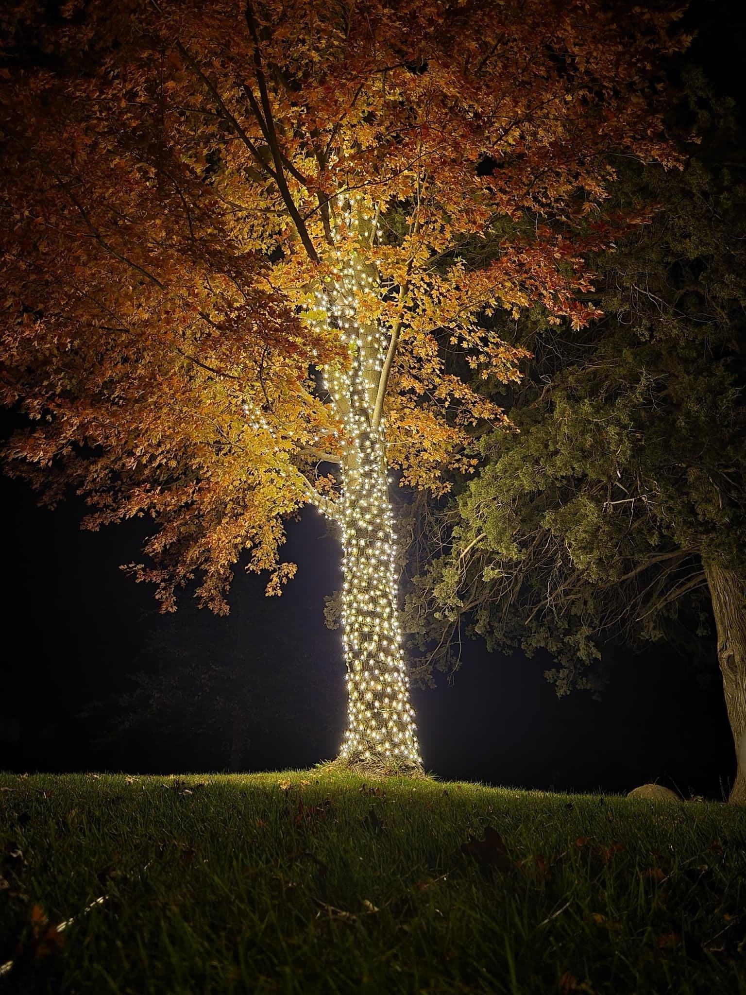 Bright White Lights Transform Tree into Magical Display image