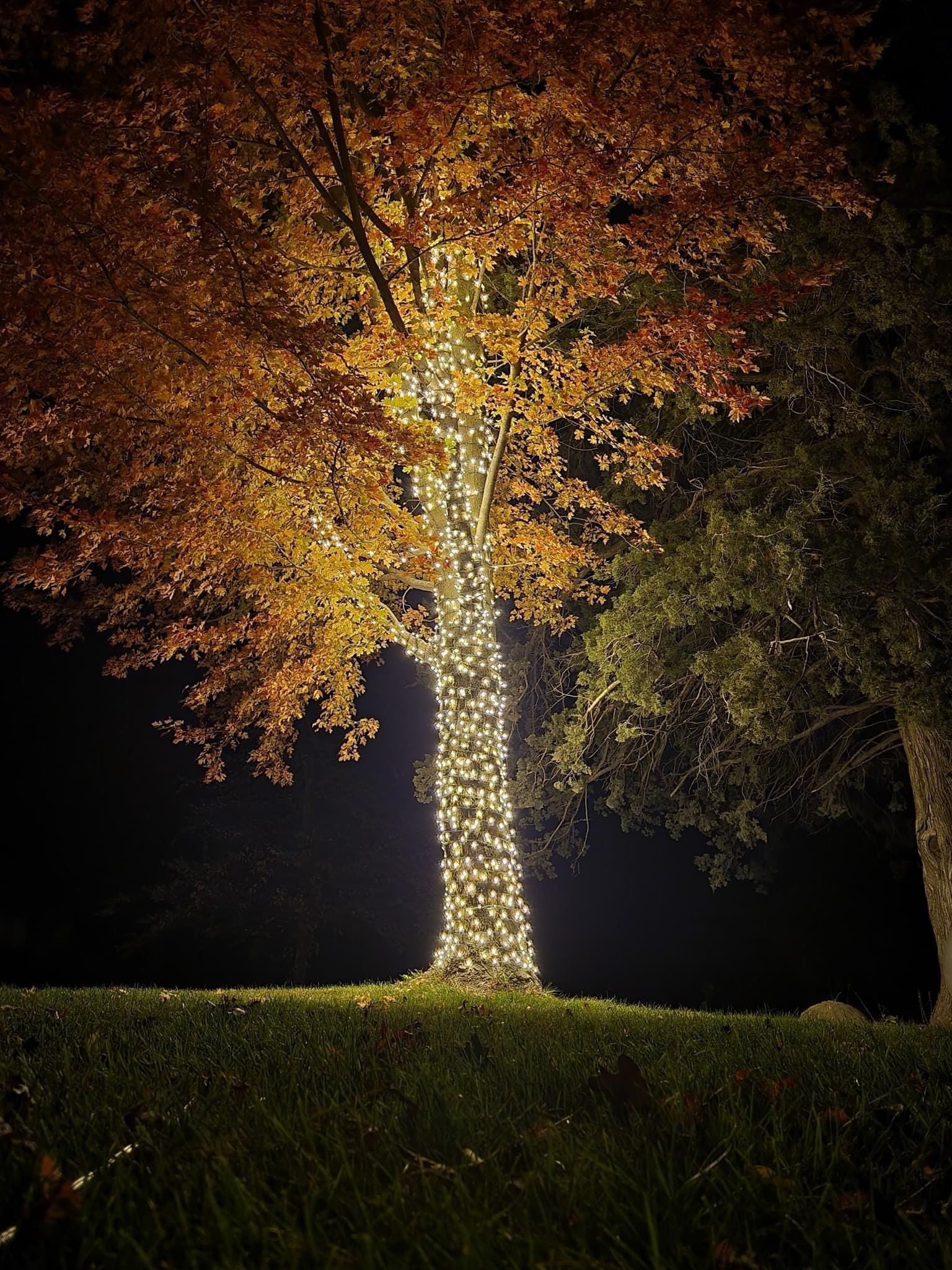 Bright White Lights Transform Tree into Magical Display