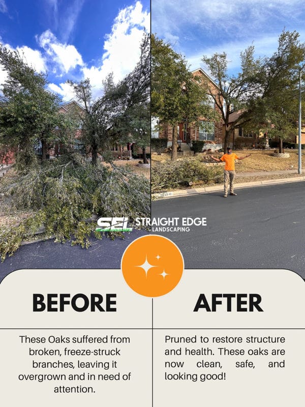 Oak Tree Pruning and Restoration in Central Texas